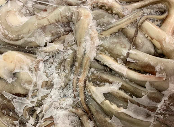 tentaculo jibia